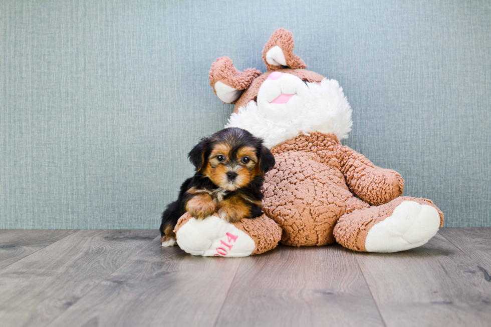 Meet Bronze - our Yorkshire Terrier Puppy Photo 