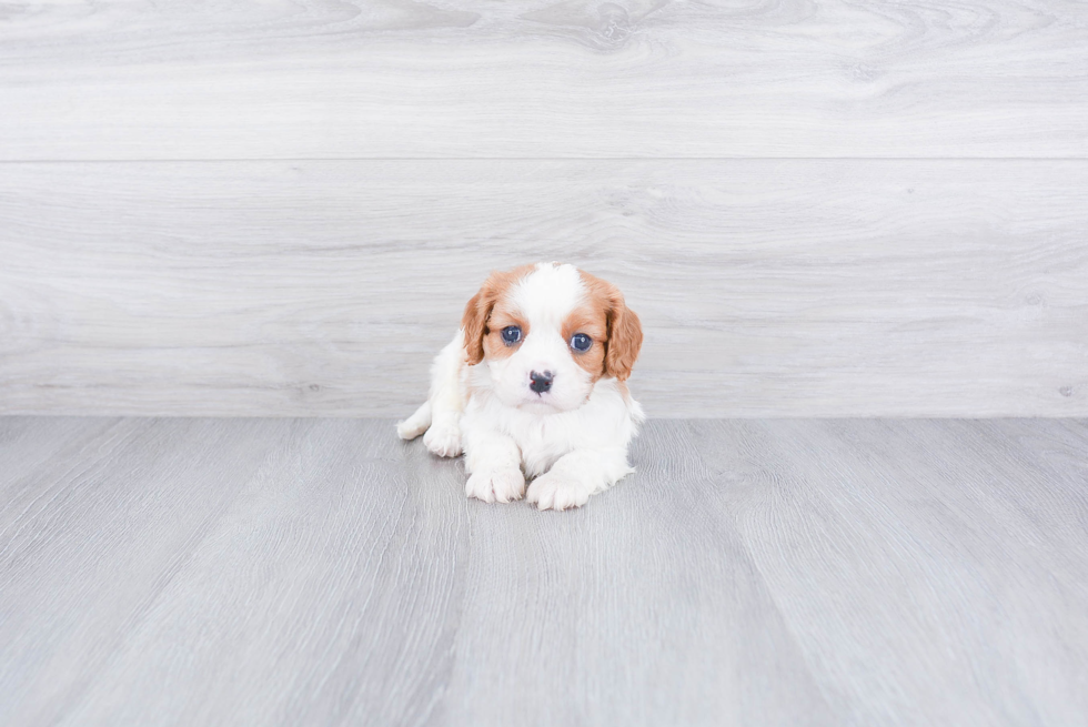 Akc Registered Cavalier King Charles Spaniel Baby