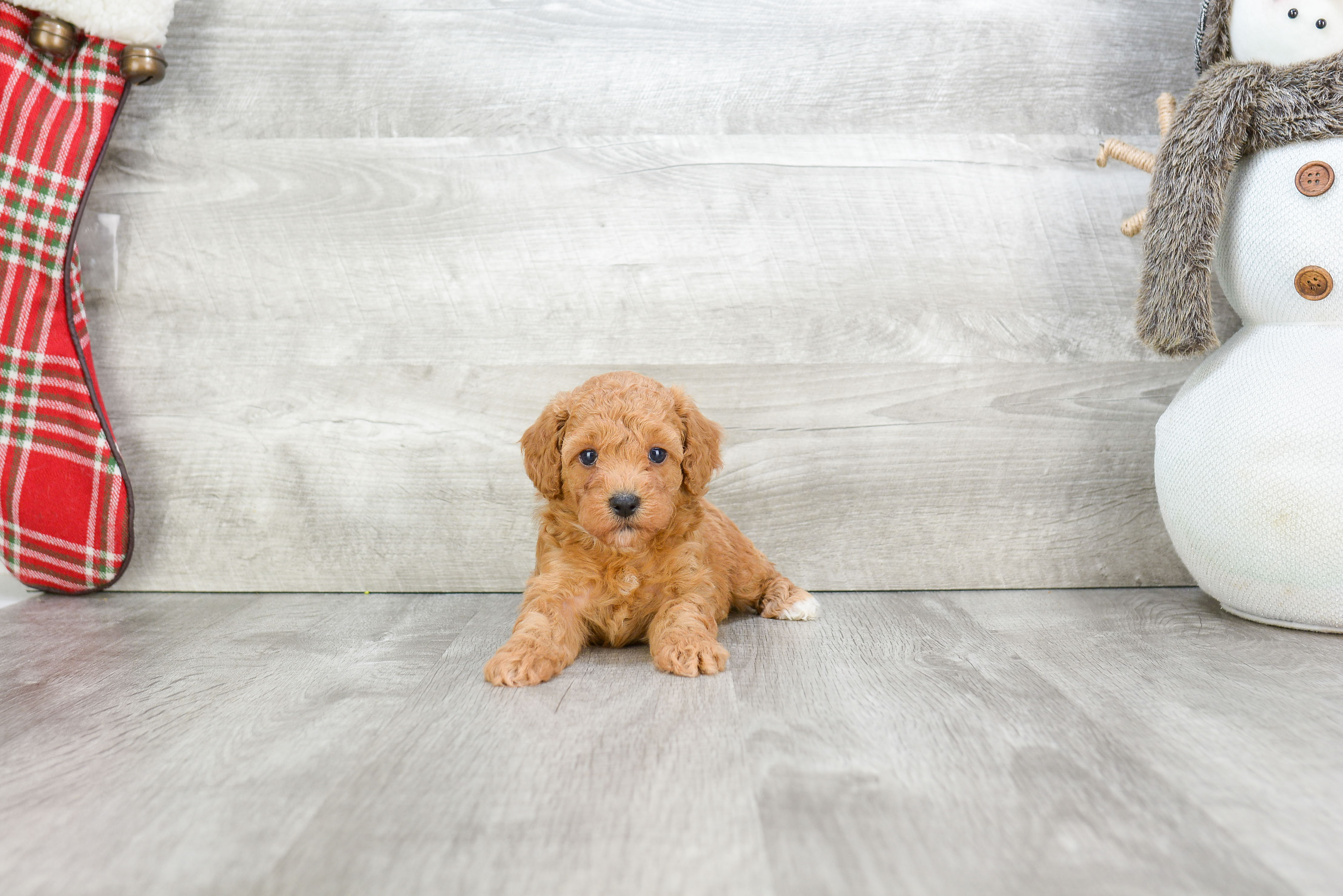 Poodle Puppy for Adoption