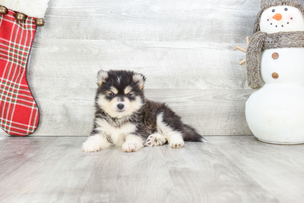 Pomsky Puppy for Adoption