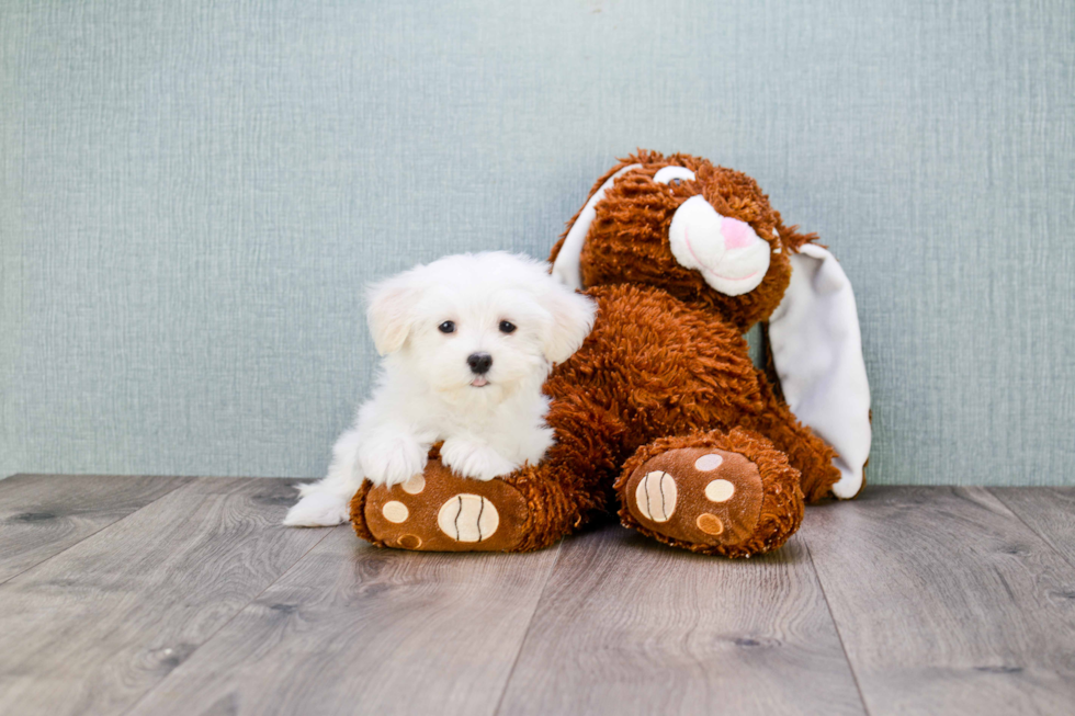 Cute Maltipoo Baby