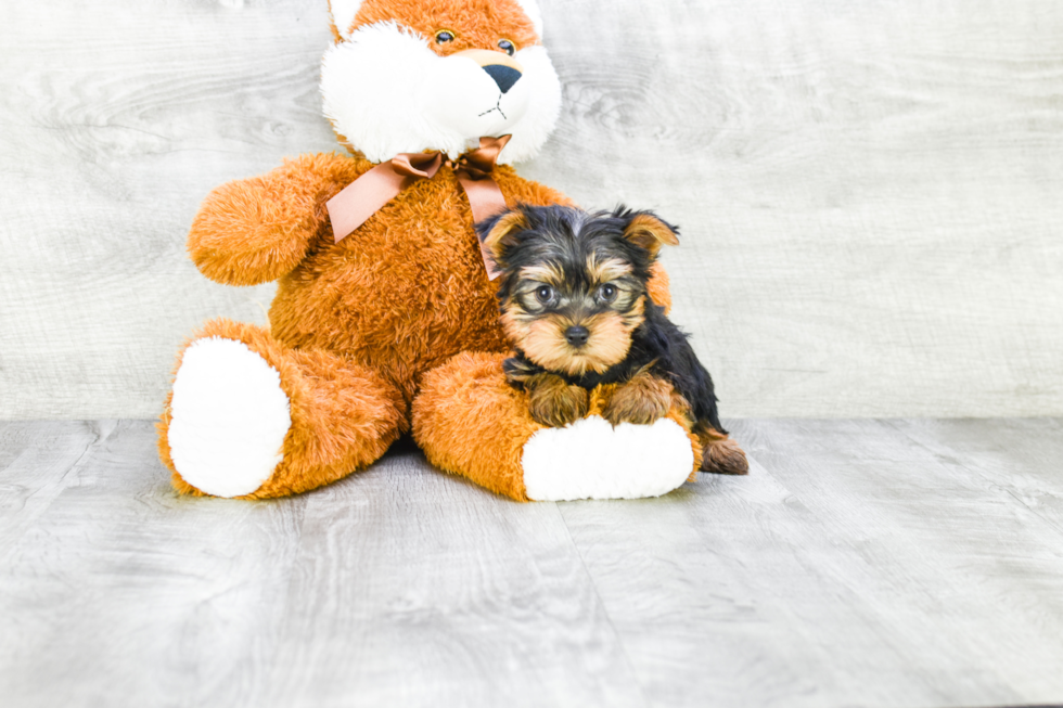 Meet Ronaldo - our Yorkshire Terrier Puppy Photo 