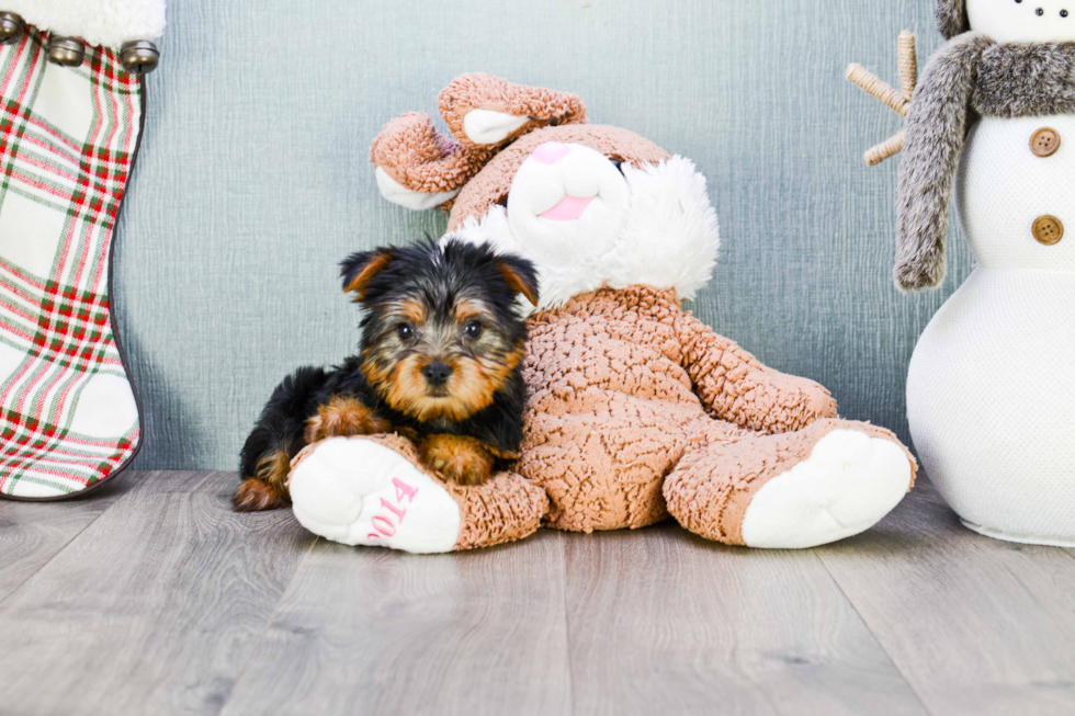 Meet Lisa - our Yorkshire Terrier Puppy Photo 