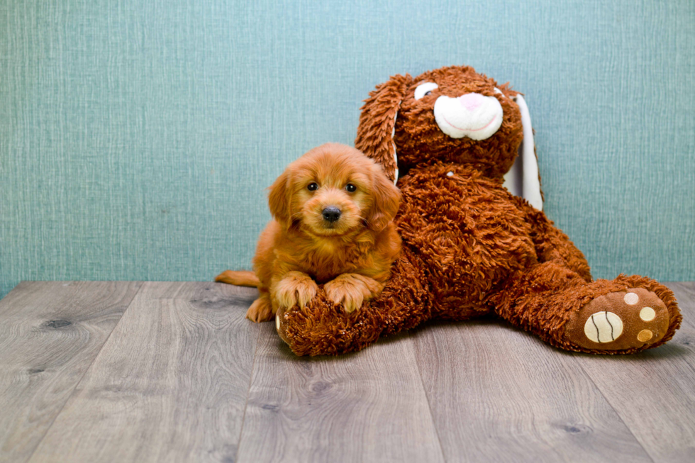 Friendly Mini Goldendoodle Baby