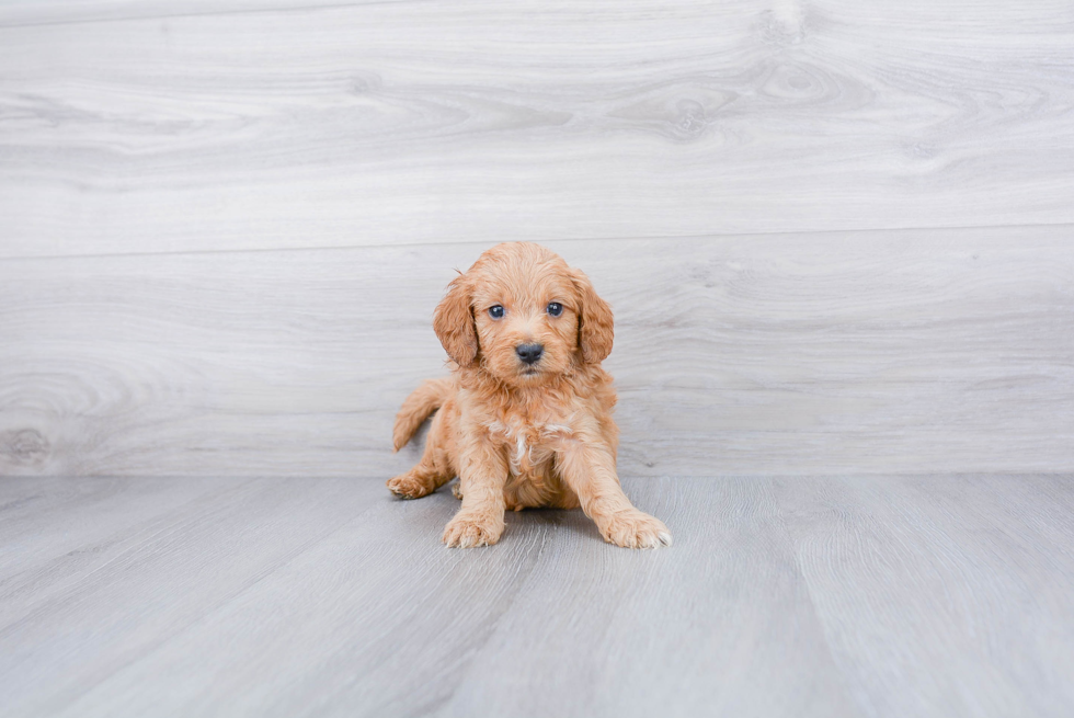 Funny Mini Goldendoodle Poodle Mix Pup