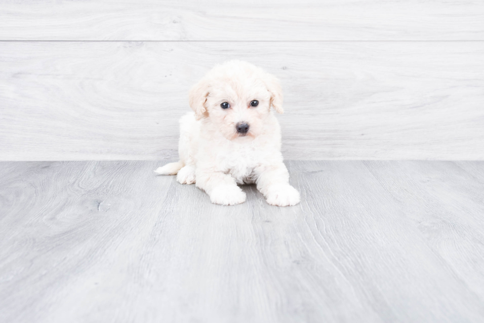 Mini Goldendoodle Pup Being Cute