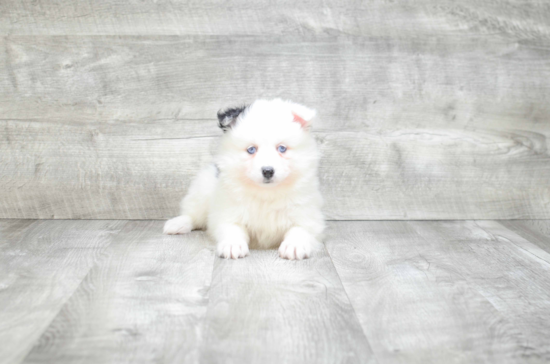 Happy Pomsky Baby