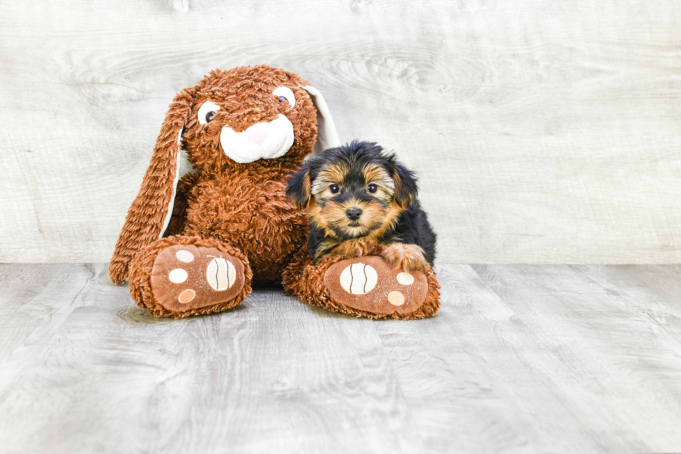 Meet Eliza - our Yorkshire Terrier Puppy Photo 