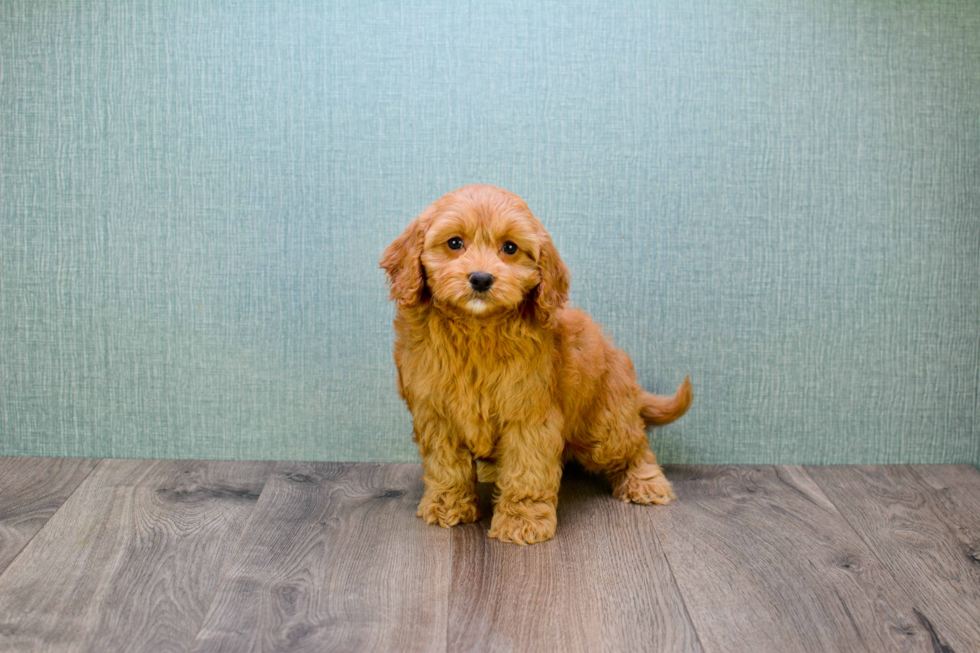 Petite Mini Goldendoodle Poodle Mix Pup