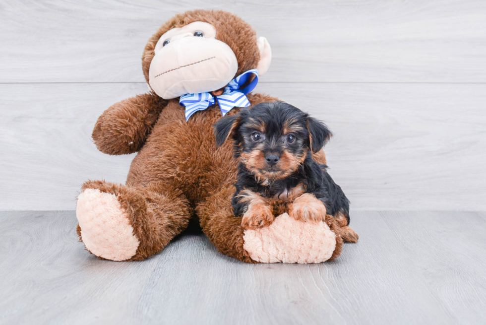 Meet Jeremy - our Yorkshire Terrier Puppy Photo 