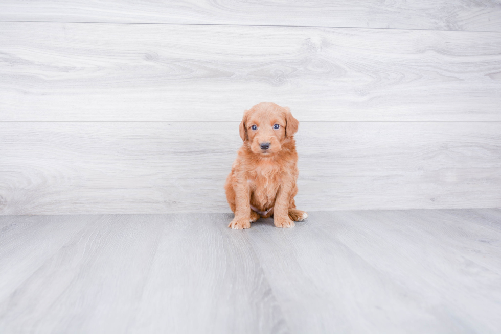 Best Mini Goldendoodle Baby