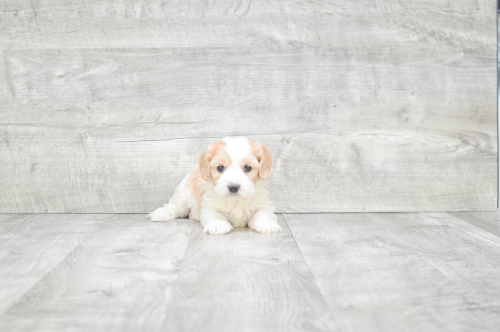 Best Cavachon Baby