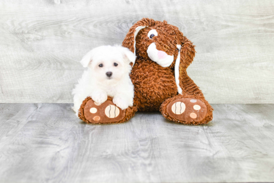 Maltese Puppy for Adoption