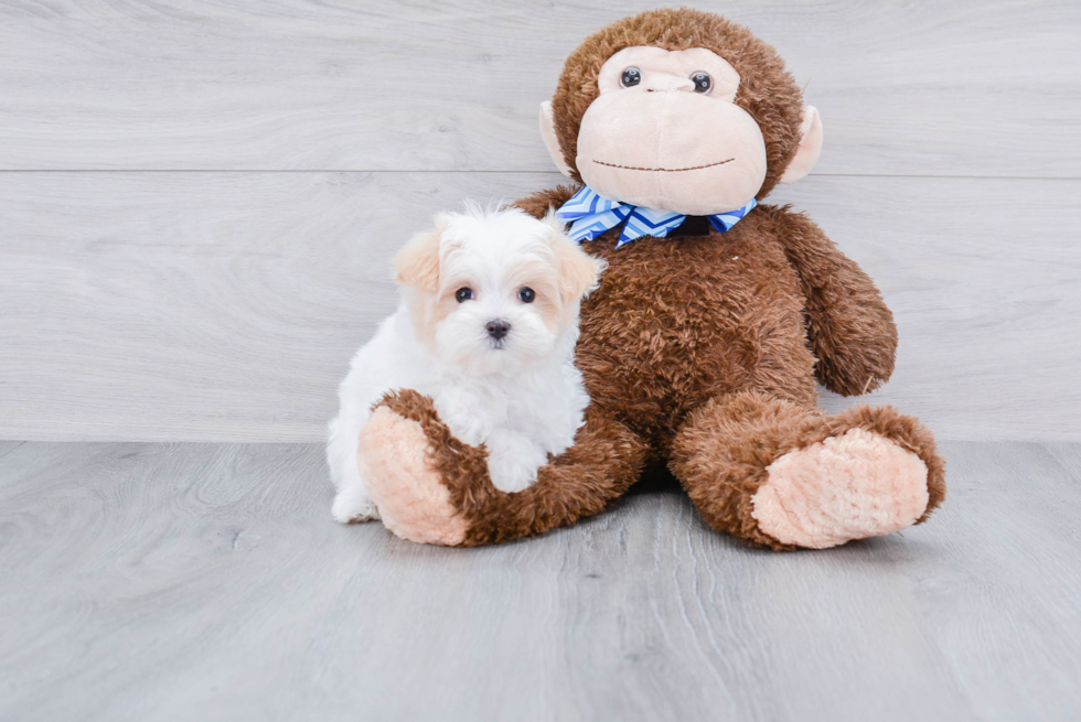 Sweet Maltipoo Baby