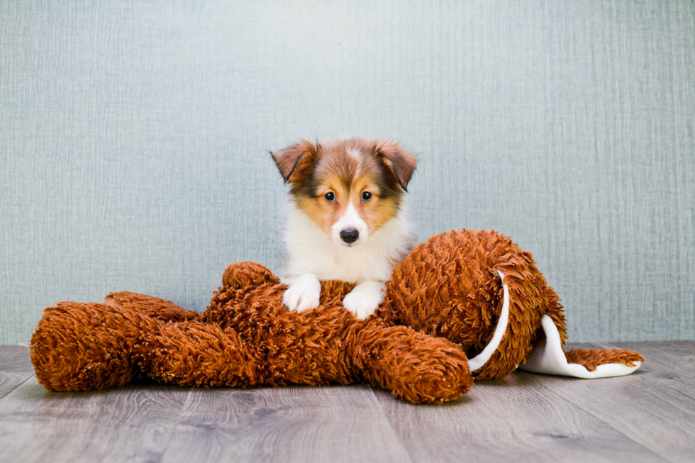 Sheltie Puppy for Adoption