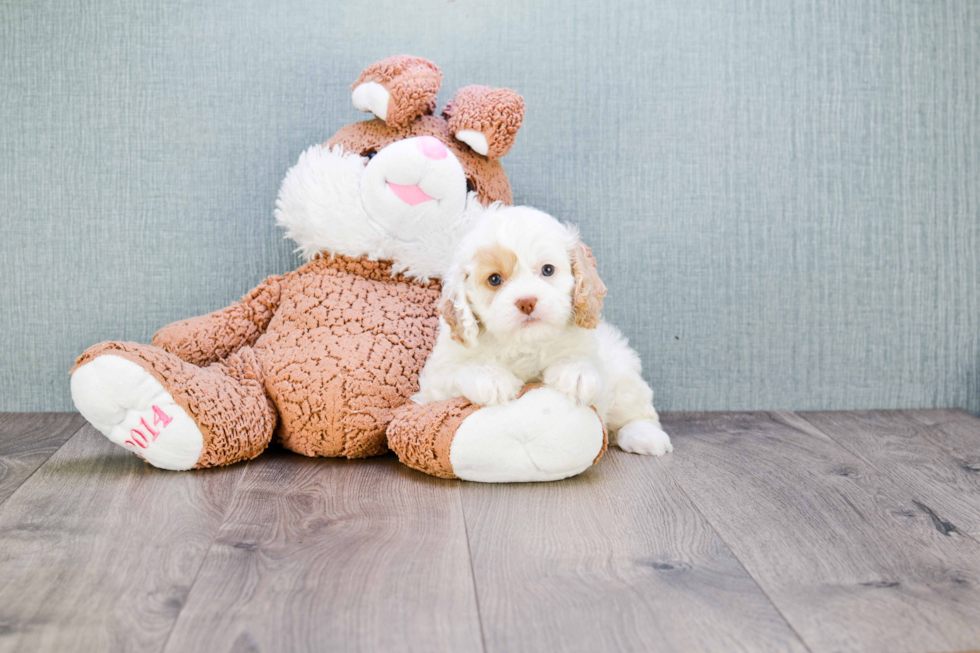 Funny Cavapoo Poodle Mix Pup