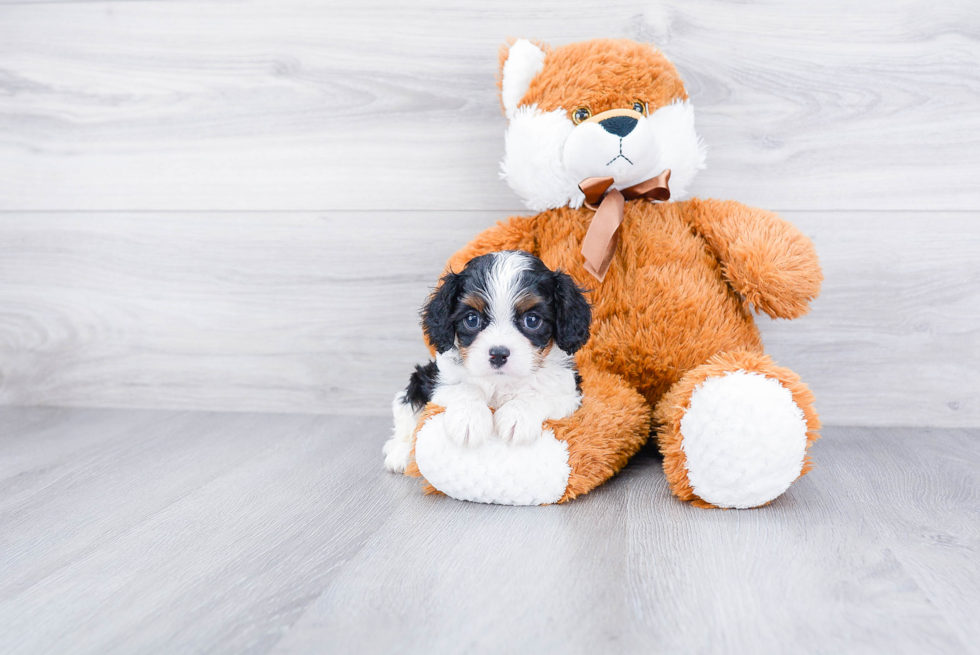 Best Cavalier King Charles Spaniel Baby