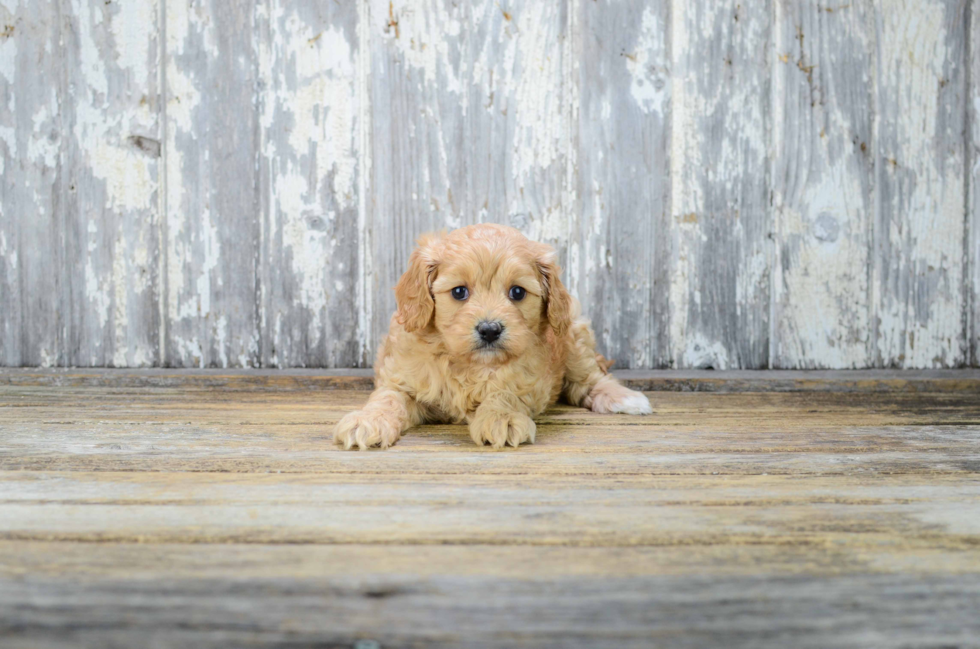 Best Cavapoo Baby