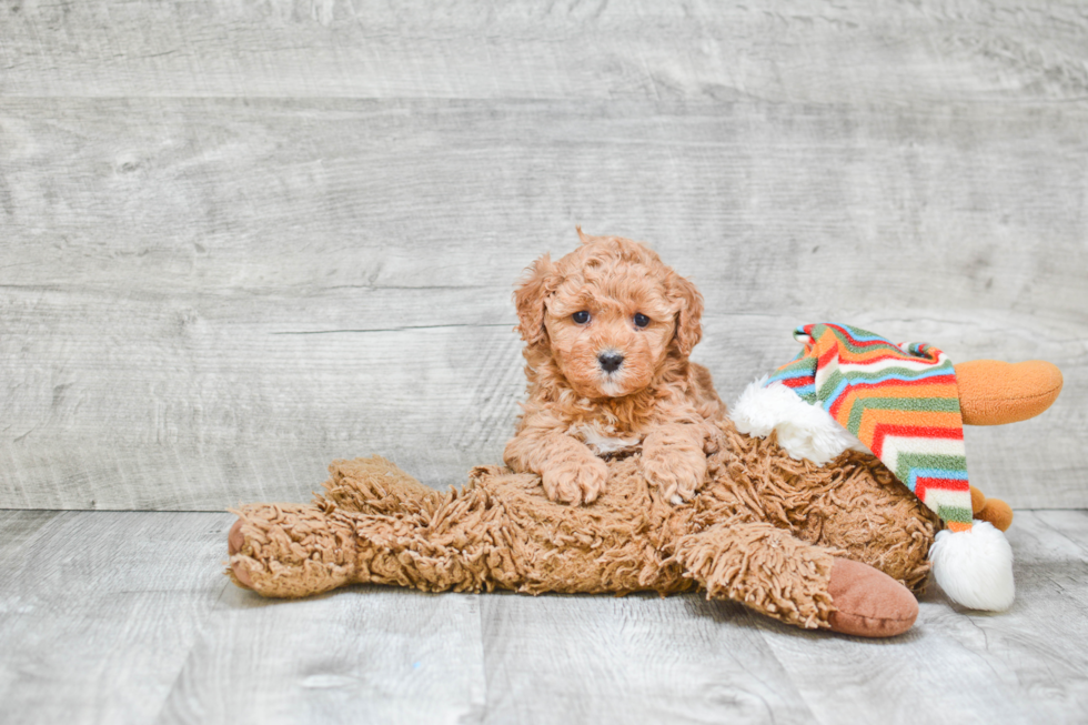 Cavapoo Puppy for Adoption