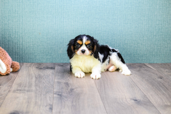 Happy Cavalier King Charles Spaniel Purebred Puppy