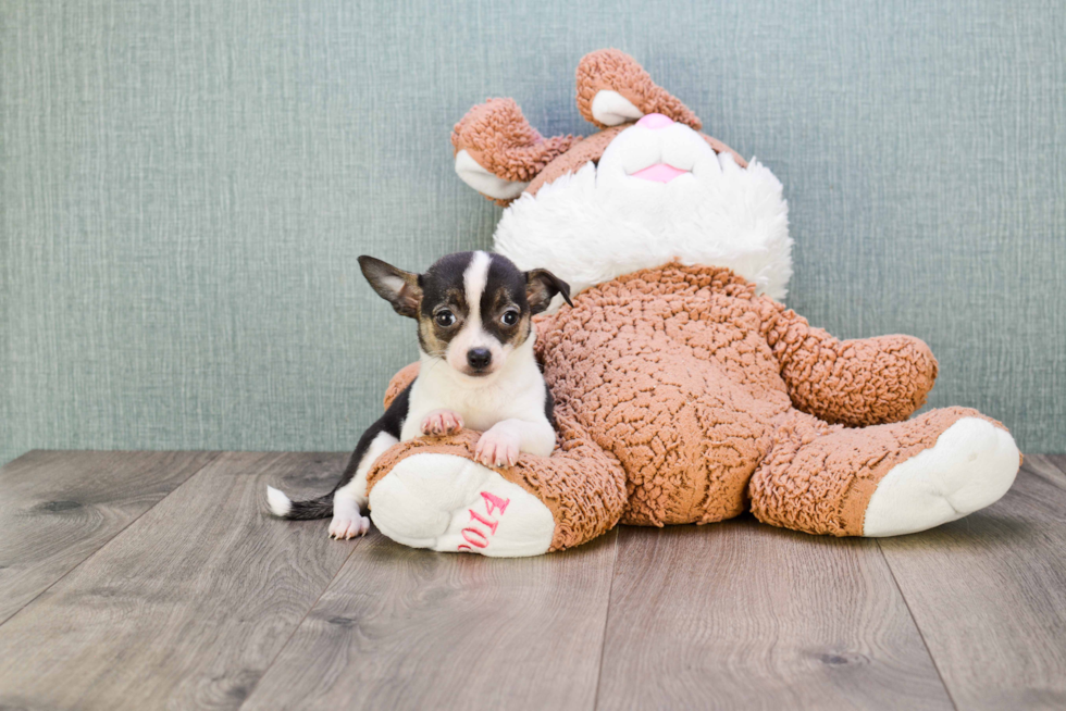 Cute Chihuahua Baby