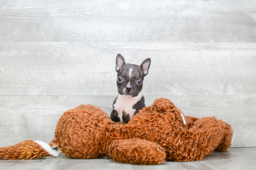 Boston Terrier Pup Being Cute