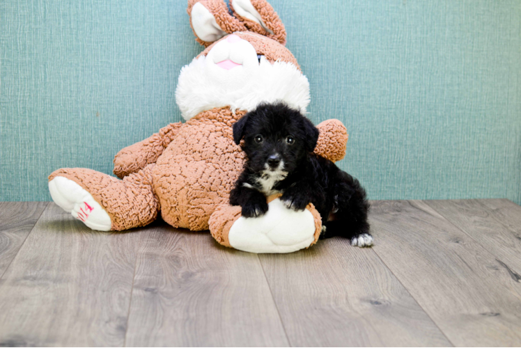 Energetic Yorkie Doodle Poodle Mix Puppy