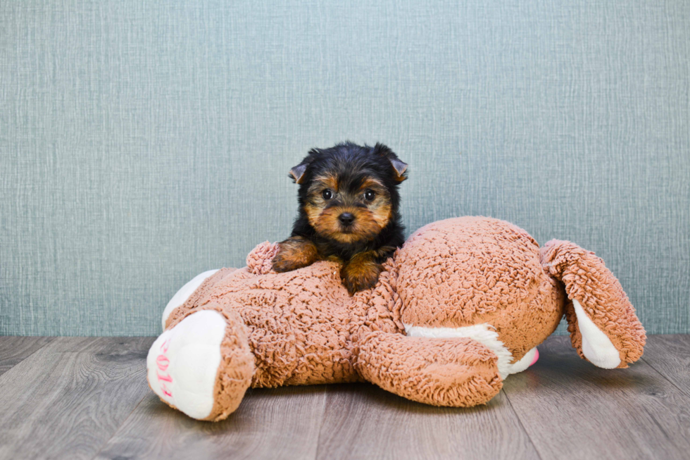 Meet Twinkle - our Yorkshire Terrier Puppy Photo 