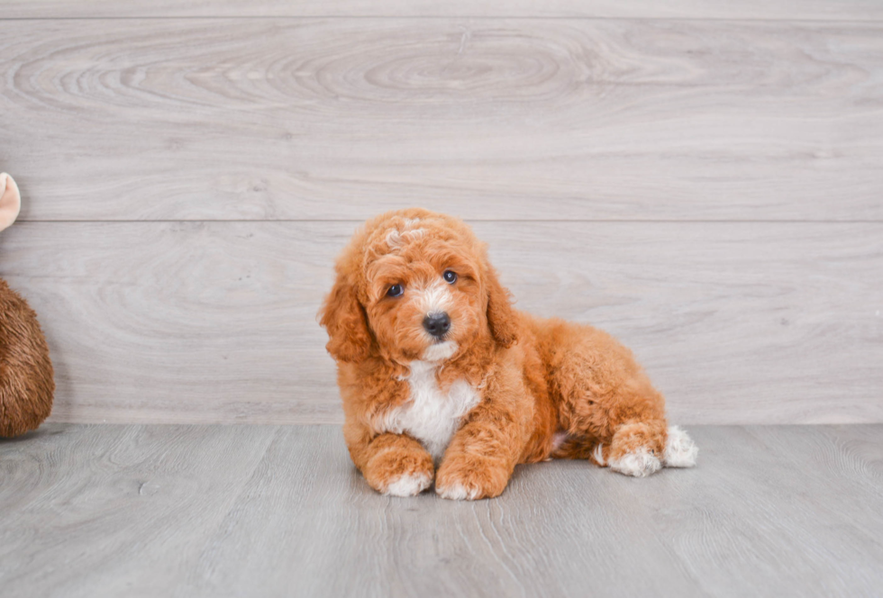 Mini Goldendoodle Puppy for Adoption