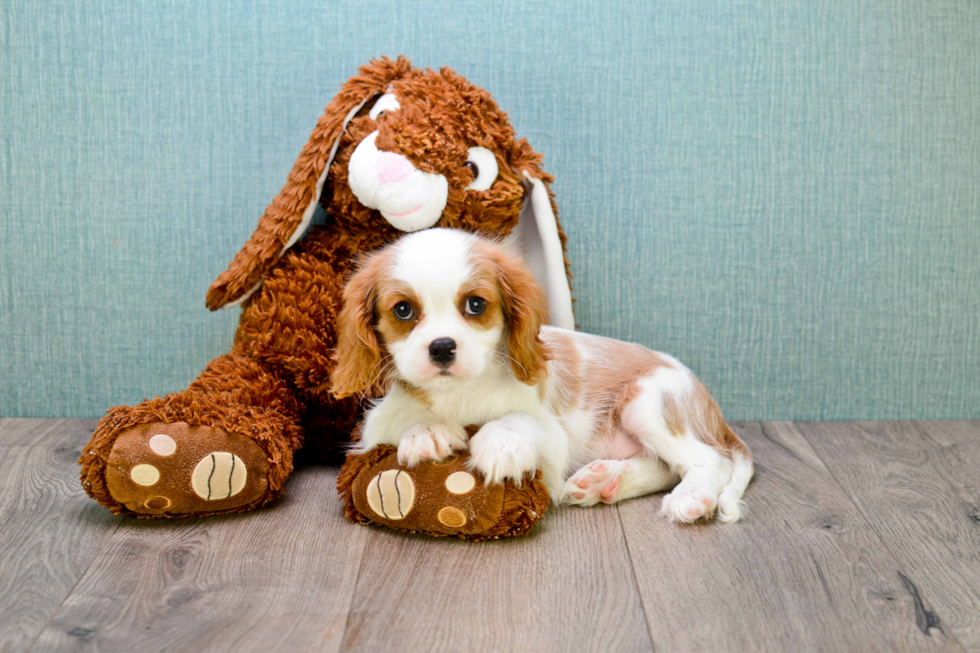 Little Cavalier King Charles Spaniel Baby