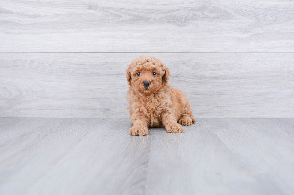 Playful Golden Retriever Poodle Mix Puppy