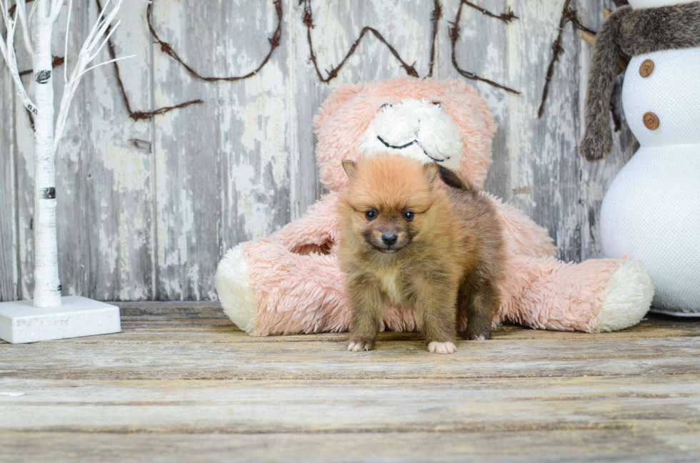 Best Pomeranian Baby