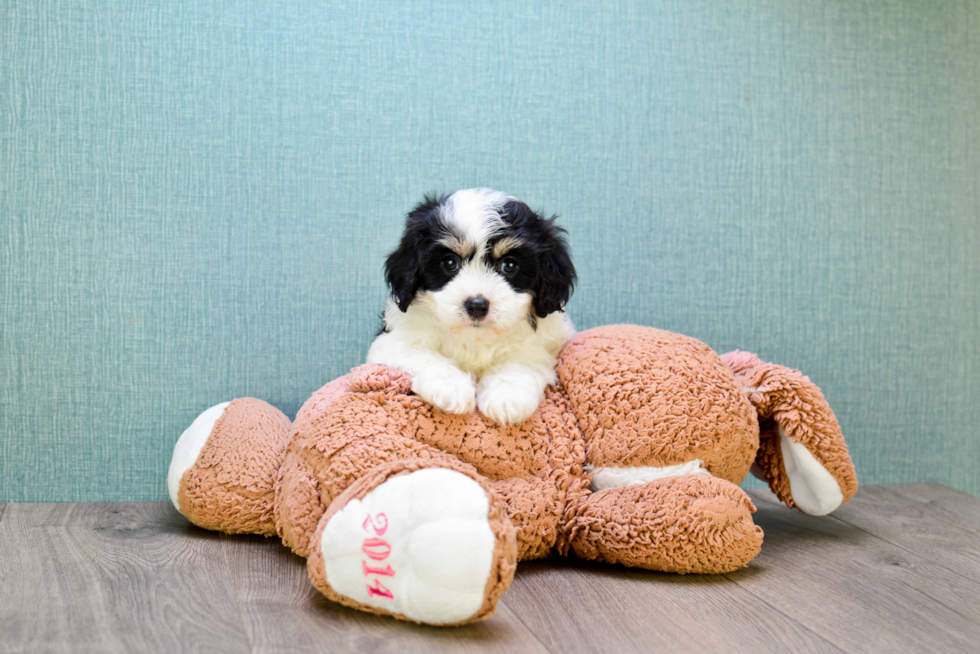 Fluffy Cavachon Designer Pup