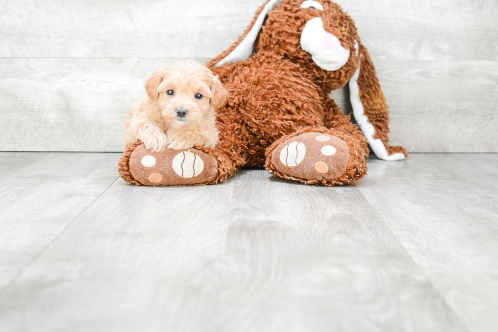 Popular Maltipoo Poodle Mix Pup