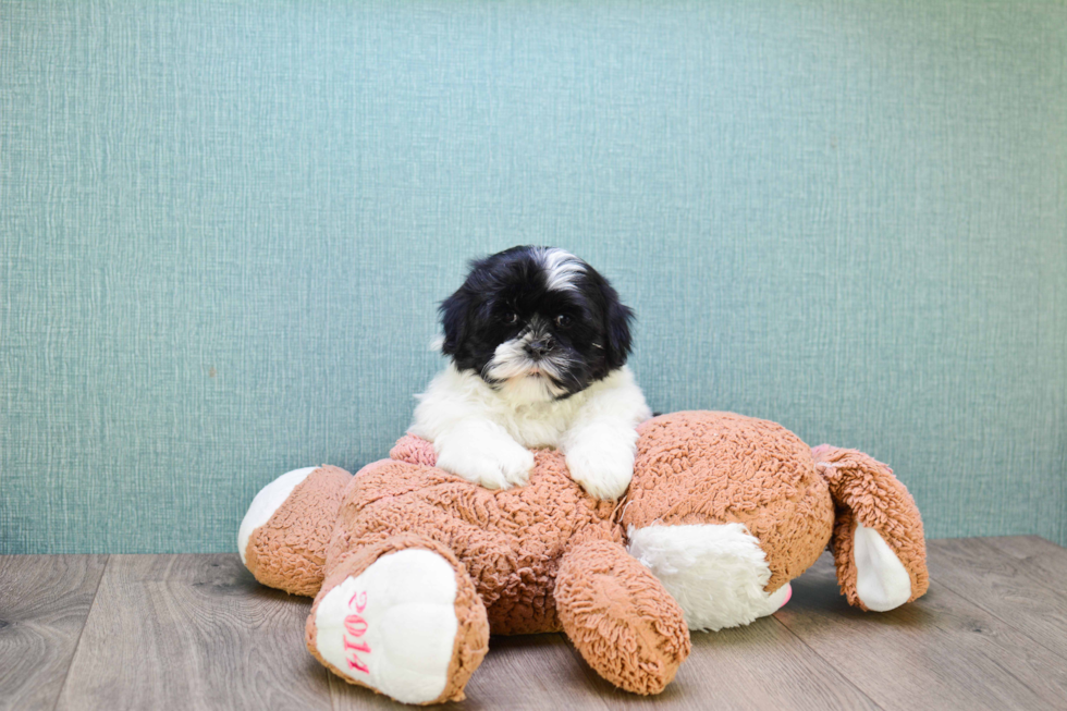 Havanese Puppy for Adoption