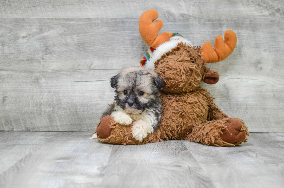 Havanese Puppy for Adoption