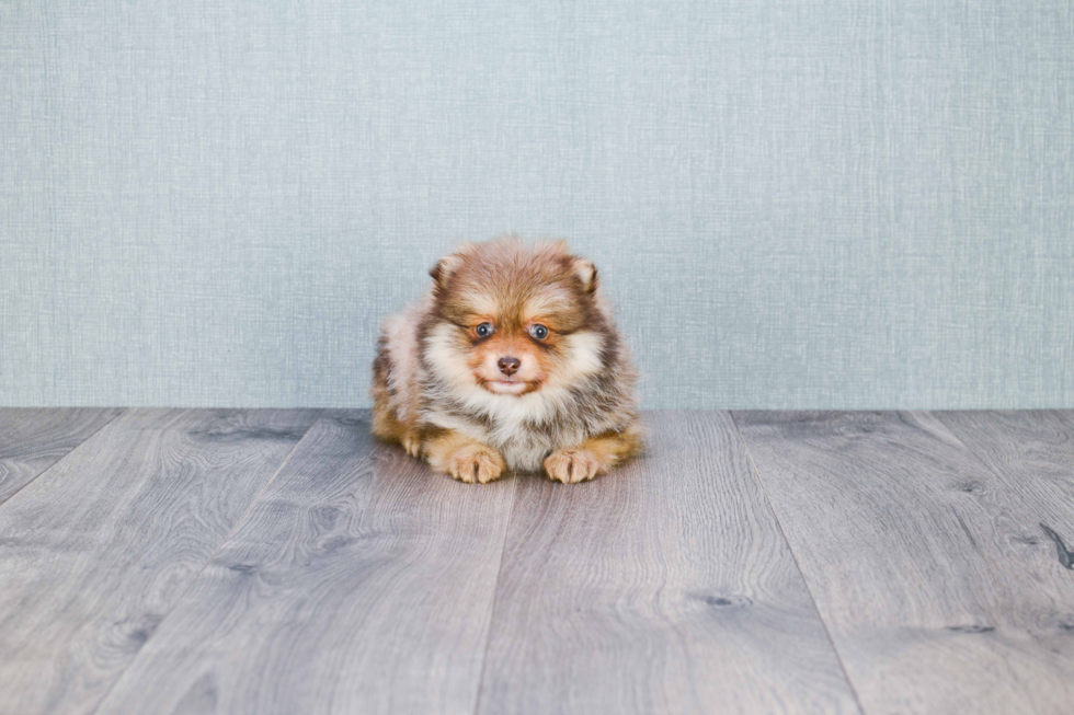 Pomeranian Pup Being Cute