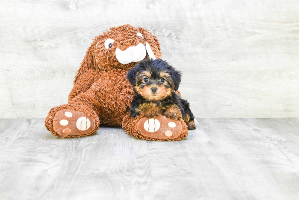 Meet Izzie - our Yorkshire Terrier Puppy Photo 