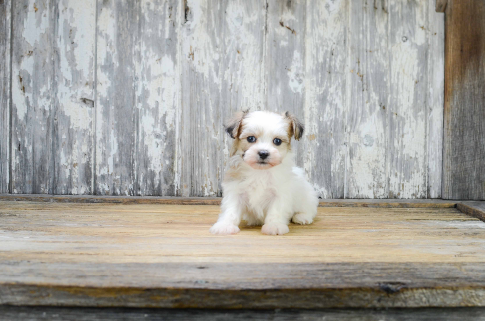 Smart Teddy Bear Designer Pup