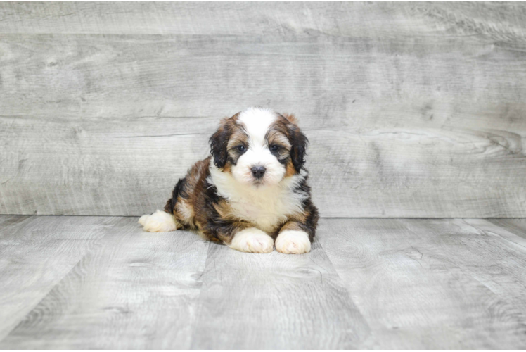 Cute Mini Bernedoodle Baby