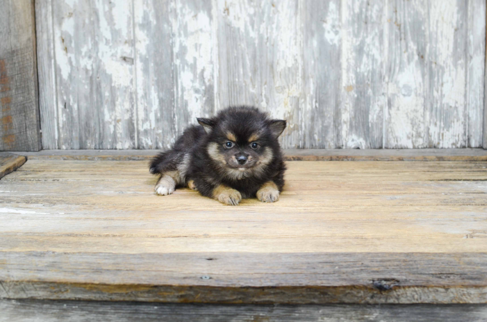 Akc Registered Pomeranian Baby