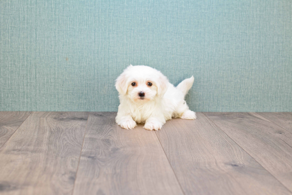 Hypoallergenic Maltese Poodle Poodle Mix Puppy