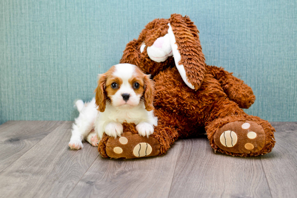 Cute Cavalier King Charles Spaniel Purebred Puppy