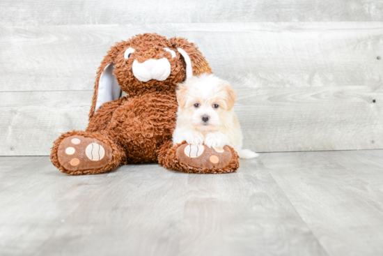 Small Havanese Purebred Pup