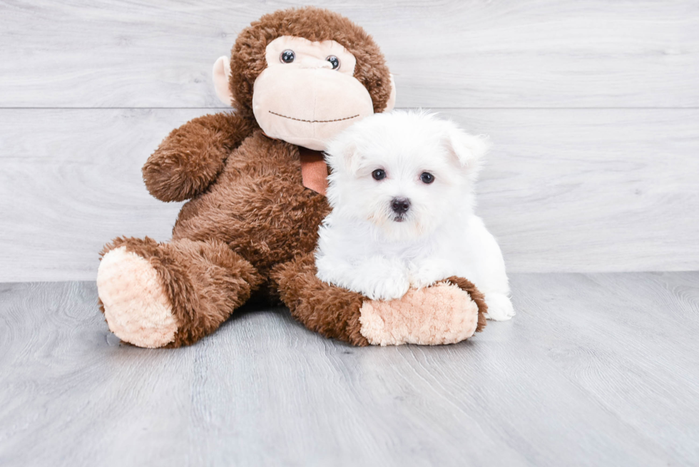 Adorable Maltese Purebred Puppy