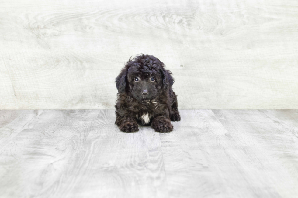 Mini Aussiedoodle Pup Being Cute