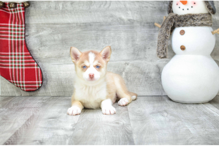 Small Pomsky Baby