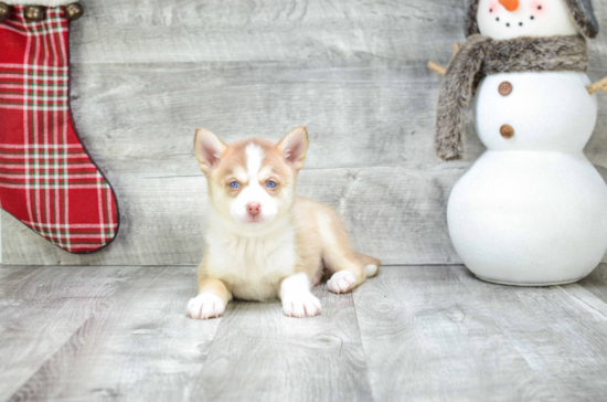 Small Pomsky Baby