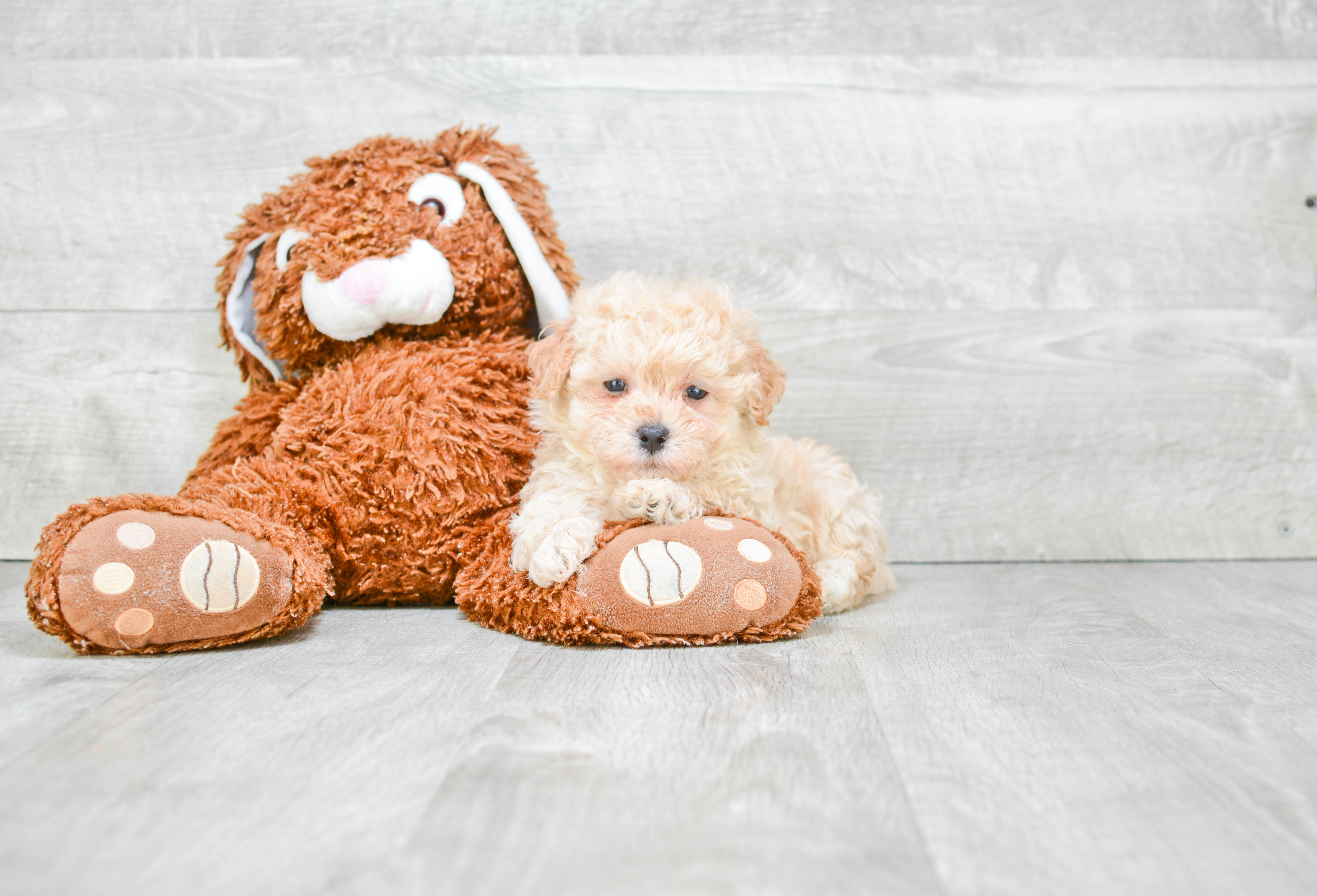 Small Maltipoo Baby