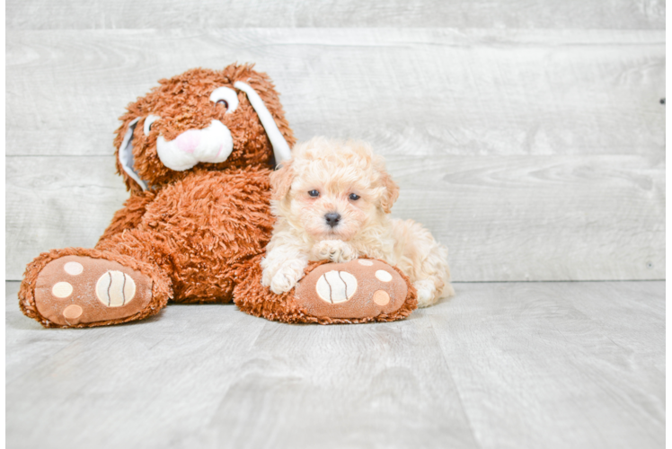 Small Maltipoo Baby